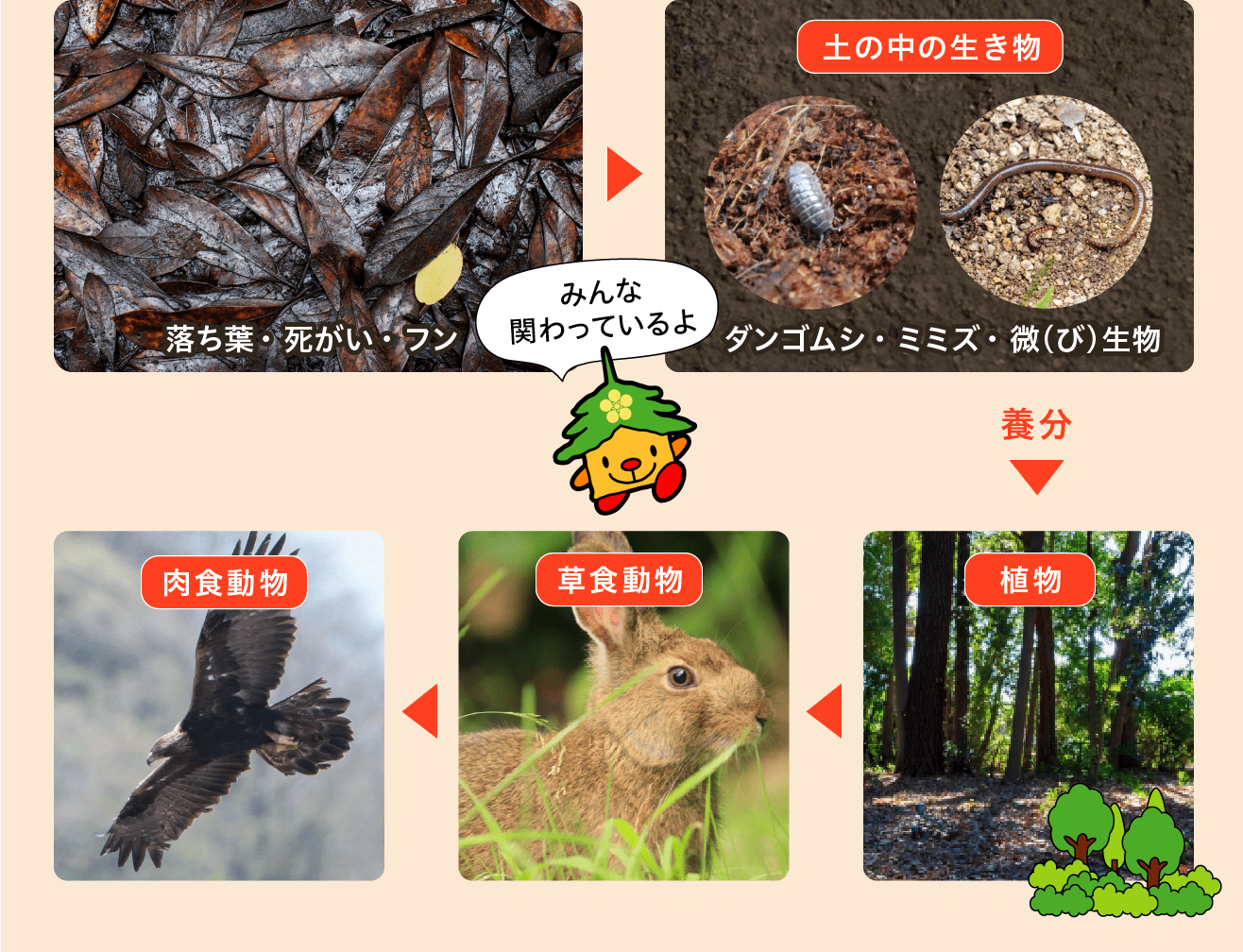 動植物が育つめぐみの森