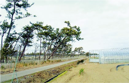 下安原（しもやすはら）町の海岸林