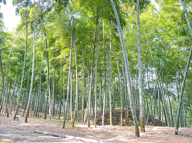 整備された竹林