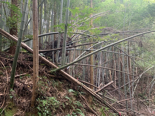 放置され荒廃した竹林