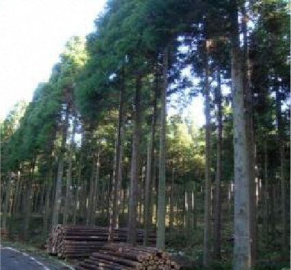 手入れ後の森林
