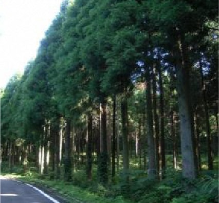 手入れ前の森林